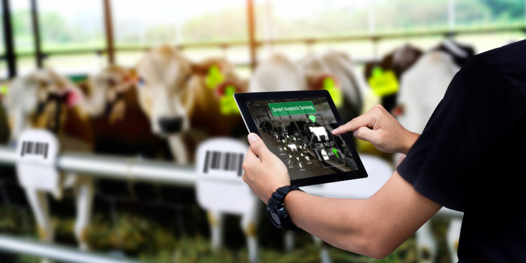smart agritech livestock farming. stock photo